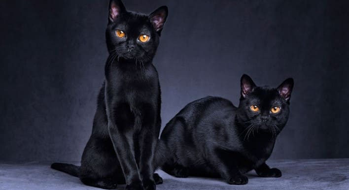 ¿Qué raza son los gatos negros?