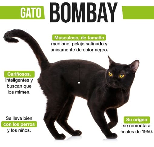gato Bombay