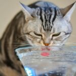 tu gato bebe suficiente agua