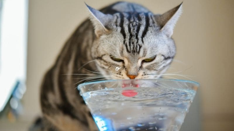 tu gato bebe suficiente agua