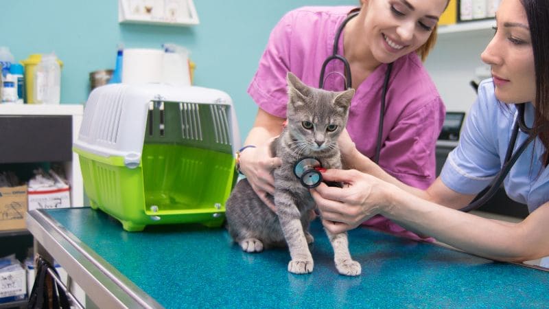 Gato bebe y veterinario