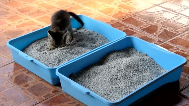 La mejor arena para gato