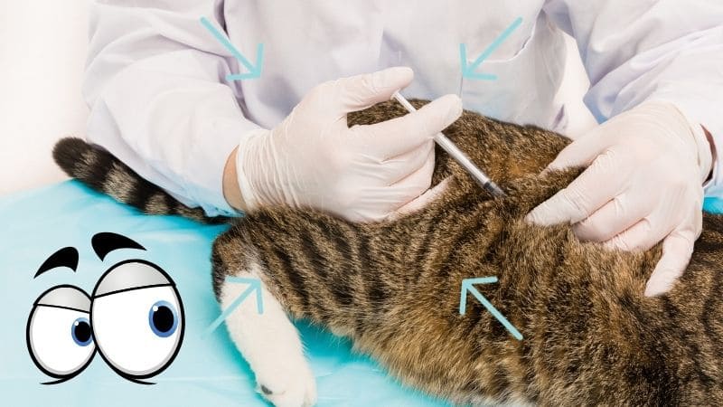 vacunas importantes para gatos