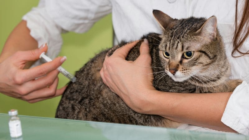 ¿Cómo vacunar correctamente a un gato?