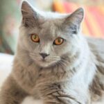 gato Chartreux cartujo