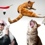 10 extraños comportamientos de los gatos y su significado