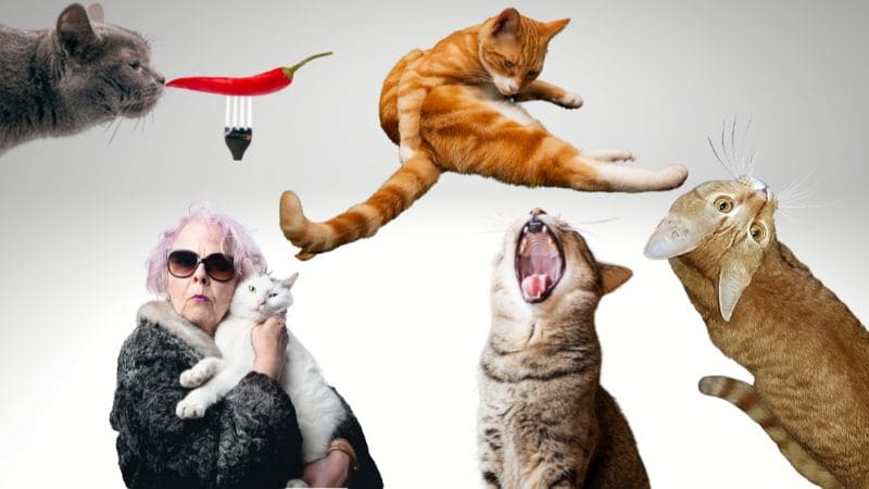 10 extraños comportamientos de los gatos y su significado