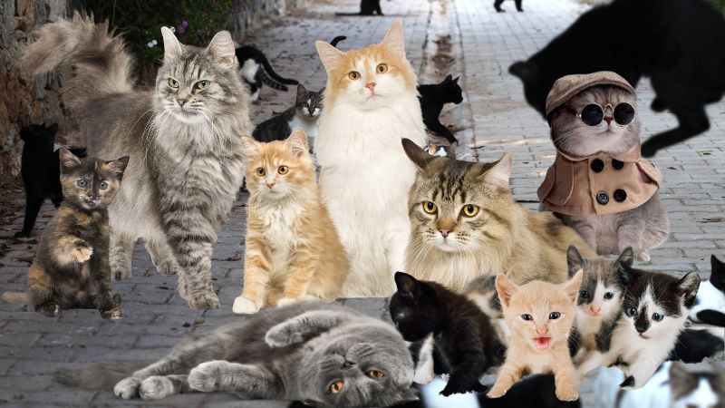 Ciudad Felina todo gatos
