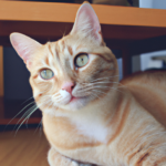 Consejos para la felicidad de tu gato en un apartamento pequeño