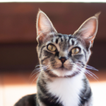 Guía para una adopción responsable de gatos: pasos y preparación