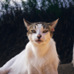 Señales de comportamiento felino: alerta y malestar