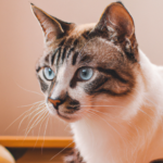 Señales de estrés en gatos y cómo reducirlo: guía completa
